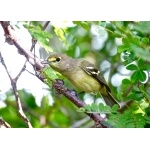 Thick-billed Vireo. Photo by John Yerger  All rights reserved.