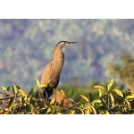 Bare-throated Tiger-Heron. Photo by John Hoffman. All rights reserved.