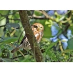 Ferruginous Pygmy-Owl. Photo by John Hoffman. All rights reserved.