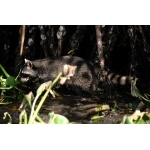 Mexican Raccoon in the mangroves. Photo by Rick Taylor. Copyright Borderland Tours. All rights reserved.