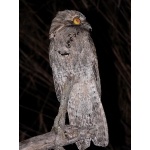 Northern Potoo. Photo by Rick Taylor. Copyright Borderland Tours. All rights reserved.