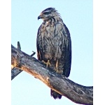 Common Black-Hawk, juvenile. Photo by Rick Taylor. Copyright Borderland Tours. All rights reserved.