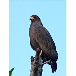 Common Black-Hawk. Photo by Rick Taylor. Copyright Borderland Tours. All rights reserved.