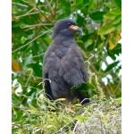 Snail Kite. Photo by Rick Taylor. Copyright Borderland Tours. All rights reserved.