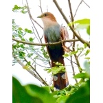 Squirrel Cuckoo. Photo by Rick Taylor. Copyright Borderland Tours. All rights reserved.