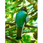 Elegant Trogon. Photo by Rick Taylor. Copyright Borderland Tours. All rights reserved.