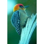 Golden-cheeked Woodpecker. Photo by Ollie Oliver. All rights reserved.