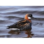 Red-necked Phalarope. Photo by Gaukur Hjartarson.  All rights reserved.