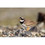 Common Ringed Plover. Photo by Gaukur Hjartarson. All rights reserved.