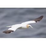 Northern Gannet in flight. Photo by Gaukur Hjartarson. All rights reserved.