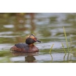 Horned Grebe. Photo by Gaukur Hjartarson. All rights reserved.