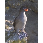 Crested Auklet. Photo by Dave Kutilek. All rights reserved.