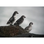 Least Auklets. Photo by Rick Taylor. Copyright Borderland Tours. All rights reserved.