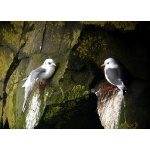 Red-legged Kittiwakes. Photo by Rick Taylor. Copyright Borderland Tours. All rights reserved.