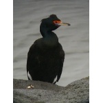 Red-faced Cormorant. Photo by Rick Taylor. Copyright Borderland Tours. All rights reserved.