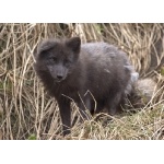 Arctic Fox. Photo by Adam Riley. All rights reserved.