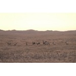 Reindeer in sunset on St. Paul Island. Photo by Rick Taylor. Copyright Borderland Tours. All rights reserved