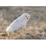 Snowy Owl on St. Paul. Photo by Dave Kutilek. All rights reserved