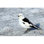 Snow Bunting. Photo by Dave Johnson. All rights reserved