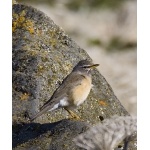 Eye-browed Thrush usually an annual vagrant. Photo by Dave Kutilek. All rights reserved.