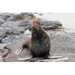 Northern Fur Seal. Photo by Dave Johnson. All rights reserved.