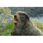 Northern Fur Seal bull. Photo by Rick Taylor. Copyright Borderland Tours. All rights reserved.