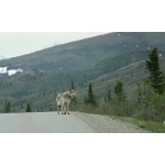 Gray Wolf on the Park Road. Photo by Rick Taylor. Copyright Borderland Tours. All rights reserved.