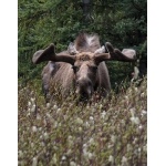 Bull Moose in the velvet. Photo by Rick Taylor. Copyright Borderland Tours. All rights reserved.