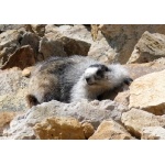 Hoary Marmot. Photo by Rick Taylor. Copyright Borderland Tours. All rights reserved.