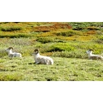 Dall Sheep. Photo by Rick Taylor. Copyright Borderland Tours. All rights reserved.