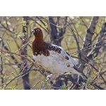 Willow Ptarmigan. Photo by Dave Kutilek. All rights reserved