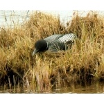 Common Loon. Photo by Rick Taylor. Copyright Borderland Tours. All rights reserved.