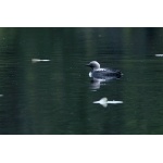 Pacific Loon. Photo by Bryan J. Smith. All rights reserved.