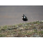 American Golden-Plover. Photo by Rick Taylor. Copyright Borderland Tours. All rights reserved.