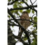 Merlin. Photo by Bryan J. Smith. All rights reserved.