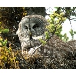 Great Gray Owl. Photo by Rick Taylor. Copyright Borderland Tours. All rights reserved.