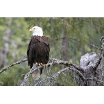 Bald Eagle. Photo by Bryan J. Smith. All rights reserved.