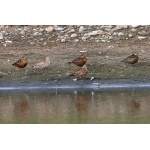 Hudsonian Godwits. Photo by Bryan J. Smith. All rights reserved.