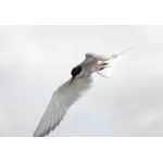 Arctic Tern. Photo by Rick Taylor. Copyright Borderland Tours. All rights reserved.