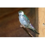 Violet-green Swallow. Photo by Bryan J. Smith. All rights reserved