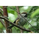 Boreal Chickadee. Photo by Rick Taylor. Copyright Borderland Tours. All rights reserved.