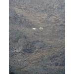 Mountain Goats on the Kenai Peninsula. Photo by Rick Taylor. Copyright Borderland Tours. All rights reserved.