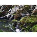 American Dipper on the Kenai Peninsula. Photo by Rick Taylor. Copyright Borderland Tours. All rights reserved.