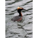 Horned Grebe. Photo by Rick Taylor. Copyright Borderland Tours. All rights reserved.