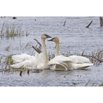Trumpeter Swans at Seward. Photo by Dave Kutilek. All rights reserved