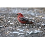 Pine Grosbeak. Photo by Bryan J. Smith. All rights reserved.