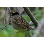Golden-crowned Sparrow. Photo by Rick Taylor. Copyright Borderland Tours. All rights reserved.