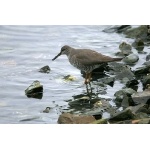 Wandering Tattler on Resurrection Bay. Photo by Bryan J. Smith. All rights reserved