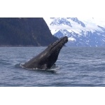 Alaska Photo Gallery