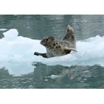 Harbor Seal. Photo by Rick Taylor. Copyright Borderland Tours. All rights reserved.